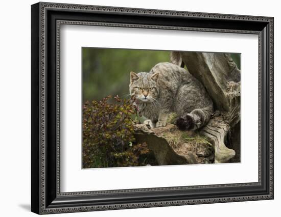 Scottish Wildcat (Wildcat) (Felis Silvestris), Devon, England, United Kingdom-Janette Hill-Framed Photographic Print