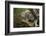 Scottish Wildcat (Wildcat) (Felis Silvestris), Devon, England, United Kingdom-Janette Hill-Framed Photographic Print