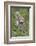 Scottish Wildcats (Felis Sylvestris), Captive, UK, June-Ann & Steve Toon-Framed Photographic Print