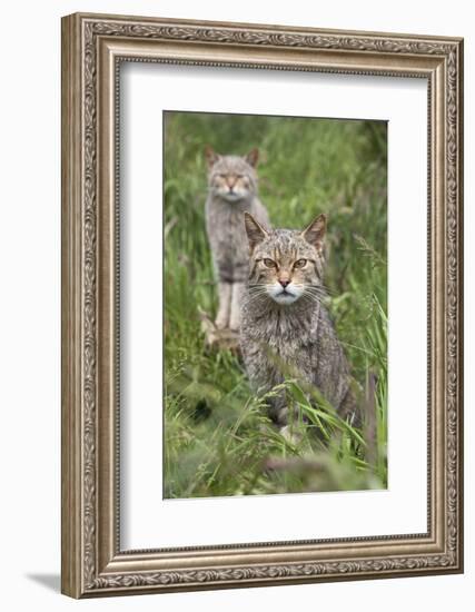 Scottish Wildcats (Felis Sylvestris), Captive, UK, June-Ann & Steve Toon-Framed Photographic Print