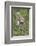 Scottish Wildcats (Felis Sylvestris), Captive, UK, June-Ann & Steve Toon-Framed Photographic Print