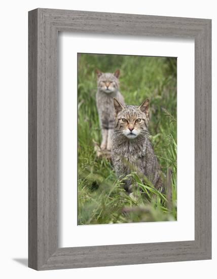 Scottish Wildcats (Felis Sylvestris), Captive, UK, June-Ann & Steve Toon-Framed Photographic Print