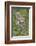 Scottish Wildcats (Felis Sylvestris), Captive, UK, June-Ann & Steve Toon-Framed Photographic Print