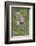 Scottish Wildcats (Felis Sylvestris), Captive, UK, June-Ann & Steve Toon-Framed Photographic Print