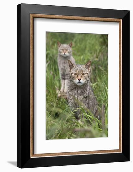 Scottish Wildcats (Felis Sylvestris), Captive, UK, June-Ann & Steve Toon-Framed Photographic Print