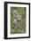 Scottish Wildcats (Felis Sylvestris), Captive, UK, June-Ann & Steve Toon-Framed Photographic Print