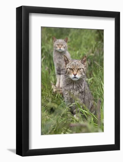 Scottish Wildcats (Felis Sylvestris), Captive, UK, June-Ann & Steve Toon-Framed Photographic Print