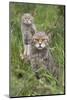 Scottish Wildcats (Felis Sylvestris), Captive, UK, June-Ann & Steve Toon-Mounted Photographic Print