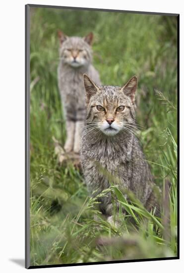Scottish Wildcats (Felis Sylvestris), Captive, UK, June-Ann & Steve Toon-Mounted Photographic Print