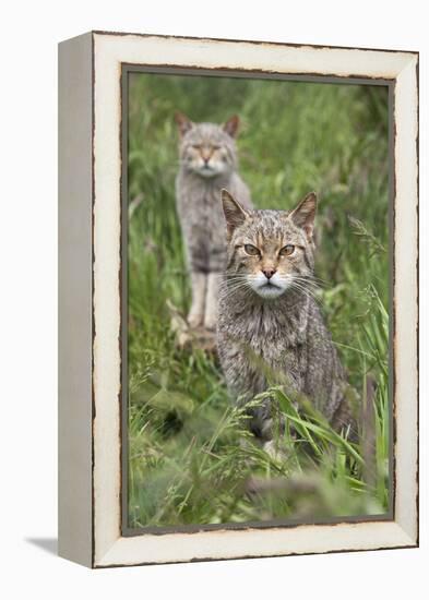 Scottish Wildcats (Felis Sylvestris), Captive, UK, June-Ann & Steve Toon-Framed Premier Image Canvas