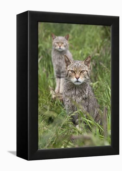 Scottish Wildcats (Felis Sylvestris), Captive, UK, June-Ann & Steve Toon-Framed Premier Image Canvas