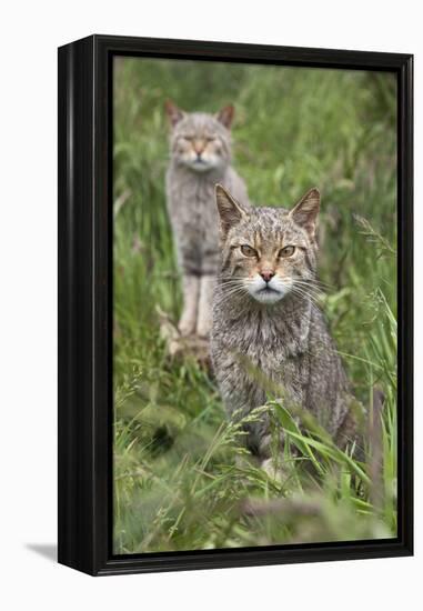 Scottish Wildcats (Felis Sylvestris), Captive, UK, June-Ann & Steve Toon-Framed Premier Image Canvas