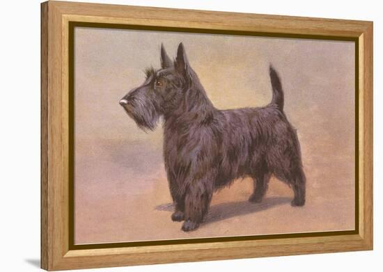 Scotty Dog-null-Framed Stretched Canvas