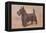 Scotty Dog-null-Framed Stretched Canvas