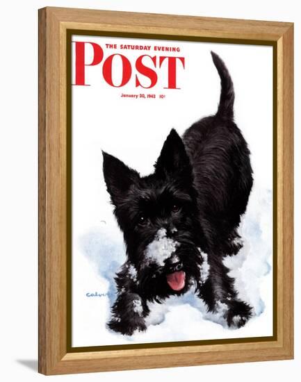 "Scotty in Snow," Saturday Evening Post Cover, January 30, 1943-W.W. Calvert-Framed Premier Image Canvas