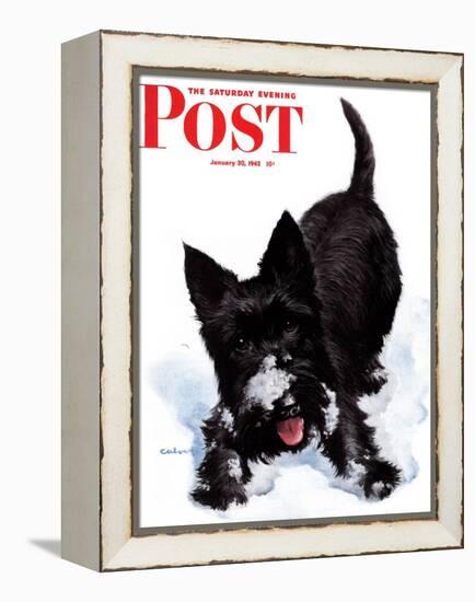 "Scotty in Snow," Saturday Evening Post Cover, January 30, 1943-W.W. Calvert-Framed Premier Image Canvas