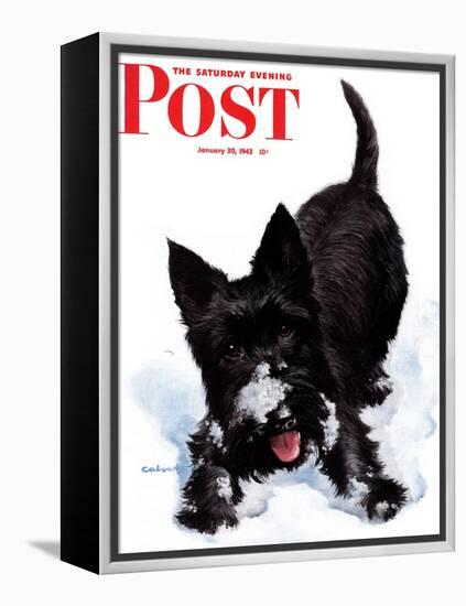 "Scotty in Snow," Saturday Evening Post Cover, January 30, 1943-W.W. Calvert-Framed Premier Image Canvas
