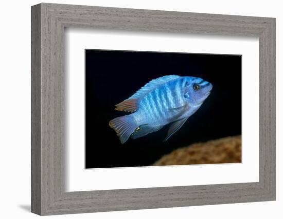 scrapemouth mbuna cichlid swimming, malawi-franco banfi-Framed Photographic Print