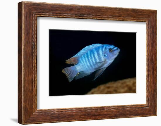 scrapemouth mbuna cichlid swimming, malawi-franco banfi-Framed Photographic Print