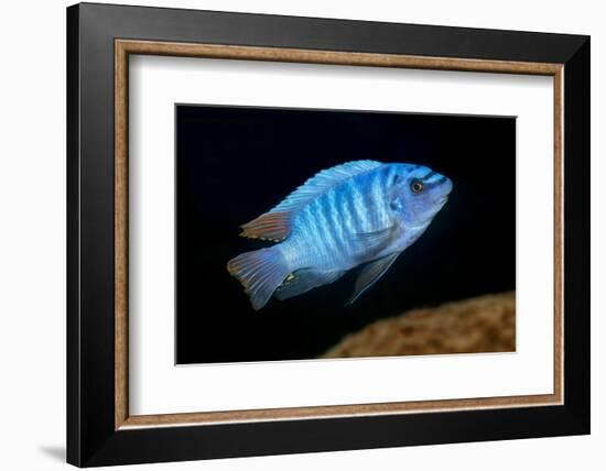 scrapemouth mbuna cichlid swimming, malawi-franco banfi-Framed Photographic Print