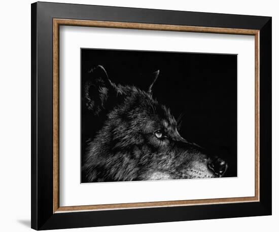 Scratchboard Wolf I-Julie Chapman-Framed Art Print