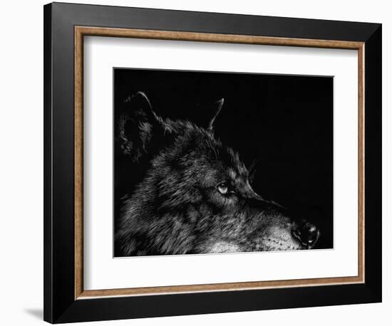 Scratchboard Wolf I-Julie Chapman-Framed Premium Giclee Print
