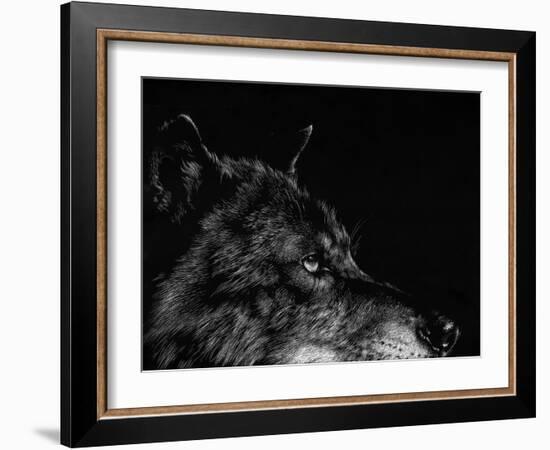 Scratchboard Wolf I-Julie Chapman-Framed Art Print