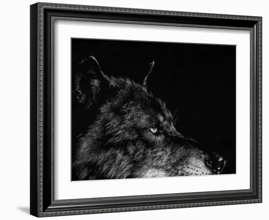 Scratchboard Wolf I-Julie Chapman-Framed Art Print