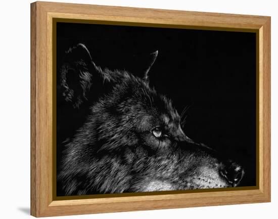 Scratchboard Wolf I-Julie Chapman-Framed Stretched Canvas