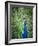 Screaming peacock-Grafton Smith-Framed Photographic Print