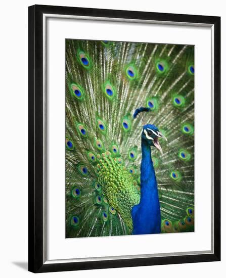 Screaming peacock-Grafton Smith-Framed Photographic Print