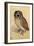 Screech Owl-null-Framed Art Print