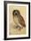 Screech Owl-null-Framed Art Print