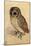 Screech Owl-null-Mounted Art Print