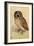 Screech Owl-null-Framed Art Print