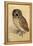 Screech Owl-null-Framed Stretched Canvas