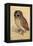 Screech Owl-null-Framed Stretched Canvas