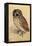 Screech Owl-null-Framed Stretched Canvas