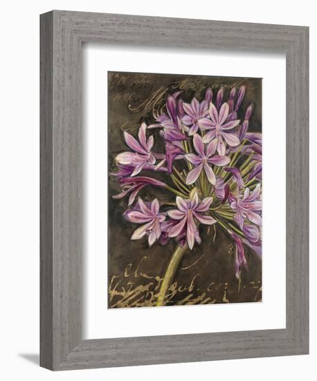 Scripted Agapanthus-Chad Barrett-Framed Art Print