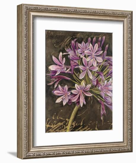 Scripted Agapanthus-Chad Barrett-Framed Premium Giclee Print