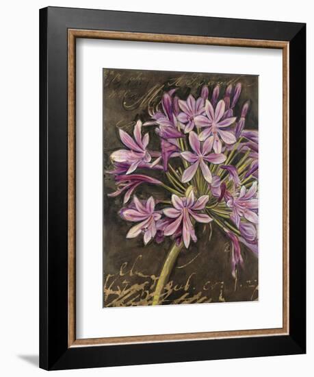 Scripted Agapanthus-Chad Barrett-Framed Premium Giclee Print