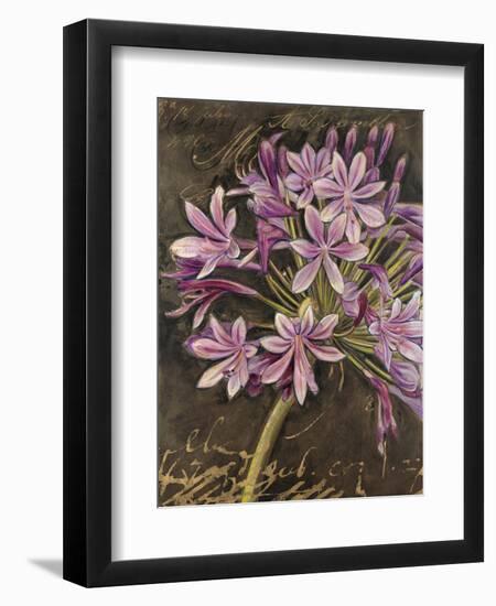 Scripted Agapanthus-Chad Barrett-Framed Premium Giclee Print