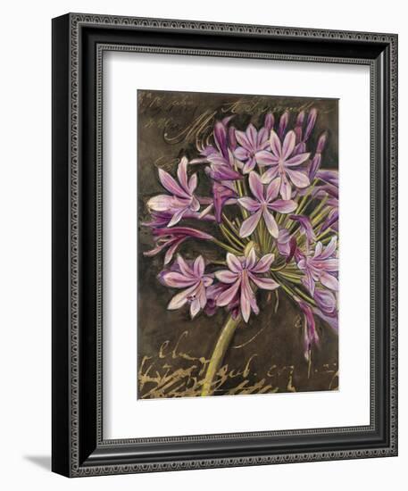 Scripted Agapanthus-Chad Barrett-Framed Premium Giclee Print