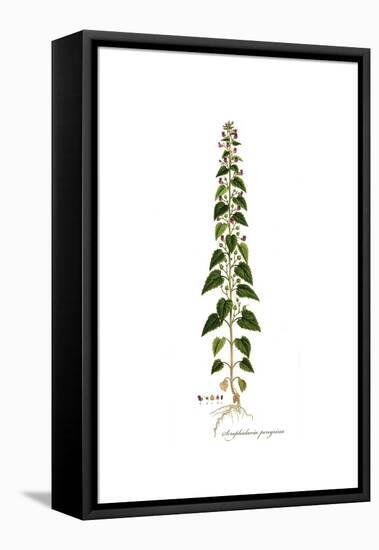 Scrophularia Peregrina, Flora Graeca-Ferdinand Bauer-Framed Premier Image Canvas