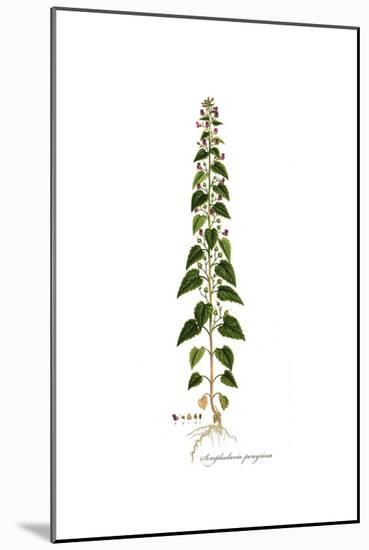 Scrophularia Peregrina, Flora Graeca-Ferdinand Bauer-Mounted Giclee Print