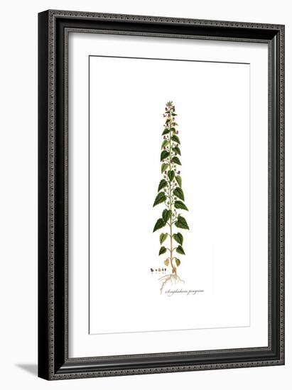 Scrophularia Peregrina, Flora Graeca-Ferdinand Bauer-Framed Giclee Print