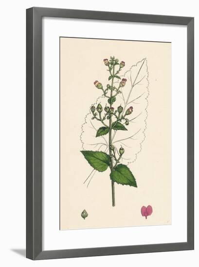 Scrophularia Scorodonia Balm-Leaved Figwort-null-Framed Giclee Print