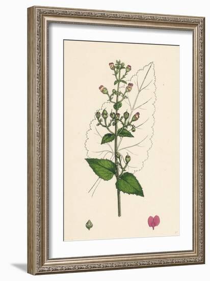 Scrophularia Scorodonia Balm-Leaved Figwort-null-Framed Giclee Print
