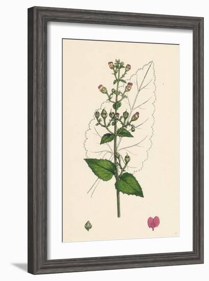 Scrophularia Scorodonia Balm-Leaved Figwort-null-Framed Giclee Print