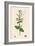 Scrophularia Scorodonia Balm-Leaved Figwort-null-Framed Giclee Print